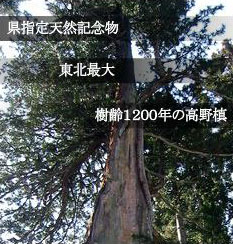 ����1000�N�̍��얊